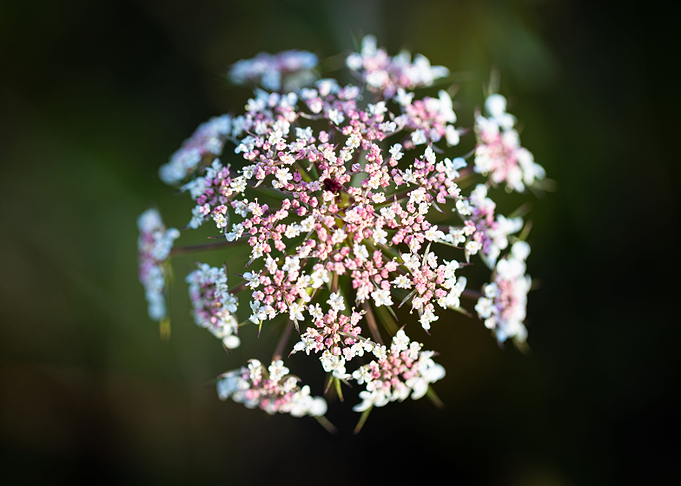 Beautiful flower closeup