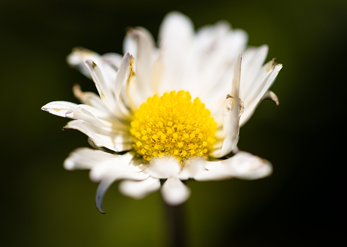 Beautiful flower closeup