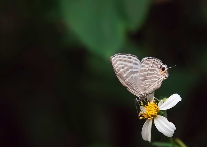 Butterflies Flowers