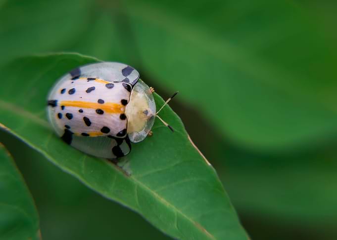 Star Ladybug