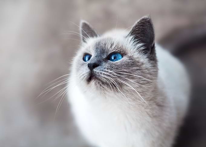 My Favourite Pet