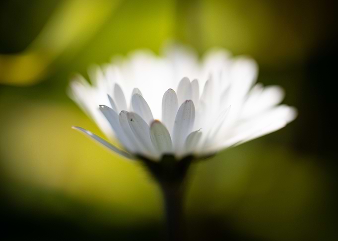 Beautiful flower closeup