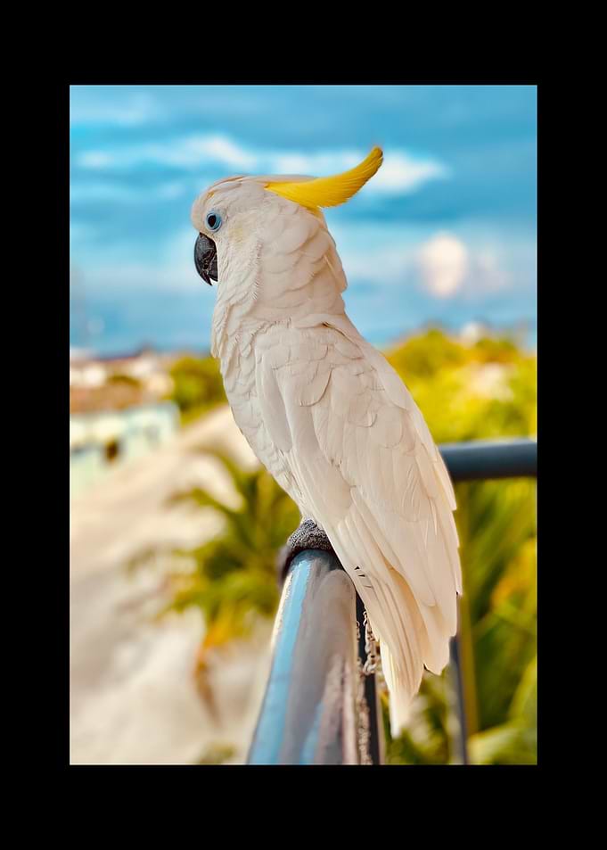 Parrot