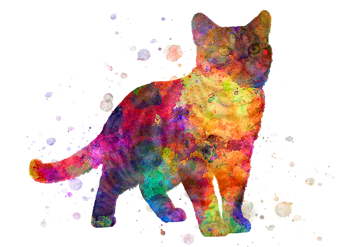 American shorthair cat