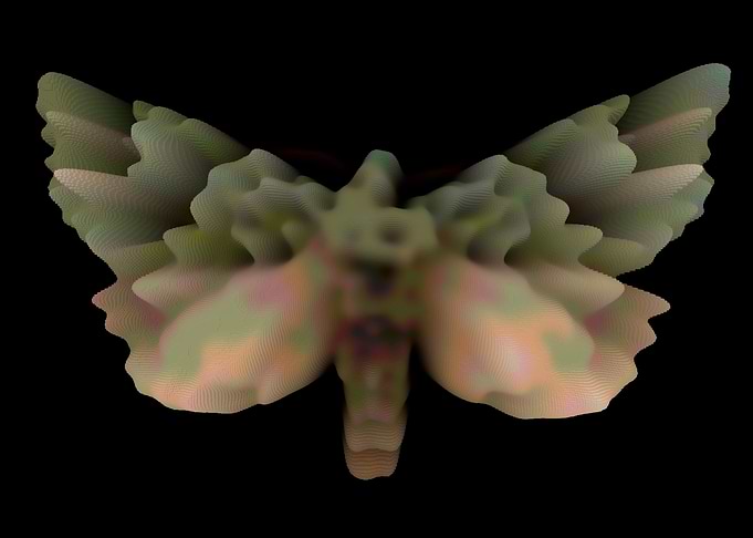 Nocturnal moth