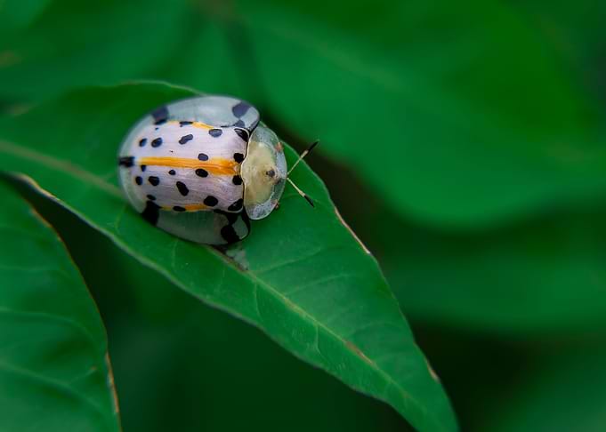 Star Ladybug