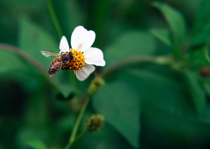 Bees Flowers
