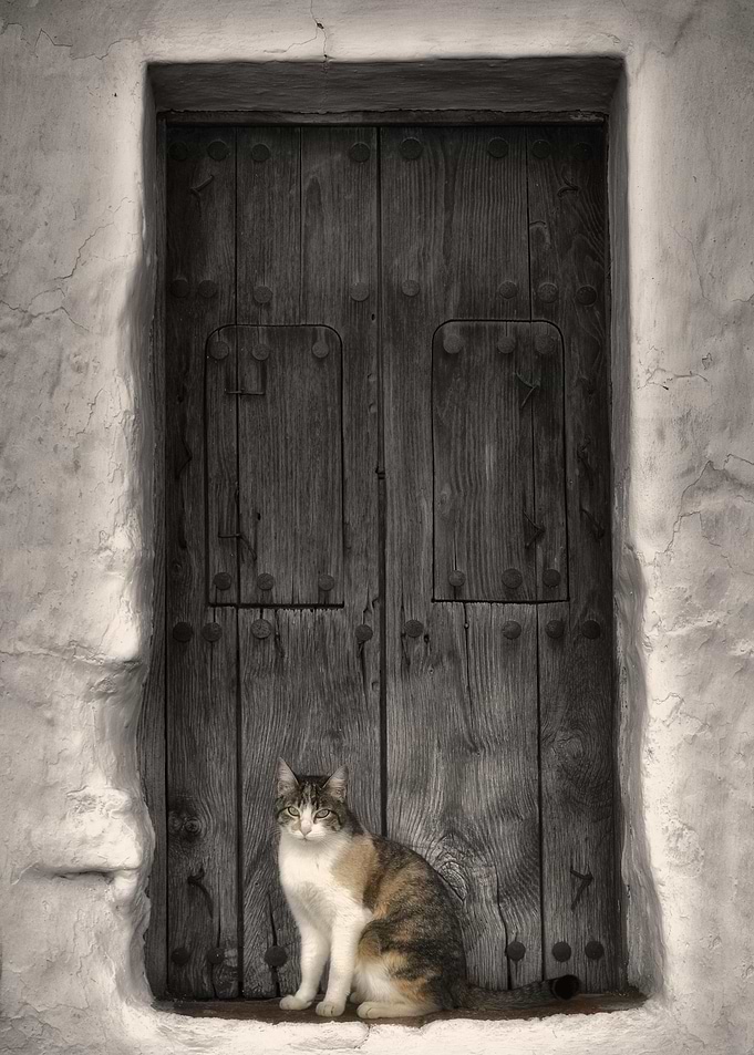 Cat Cats Feline Kitty