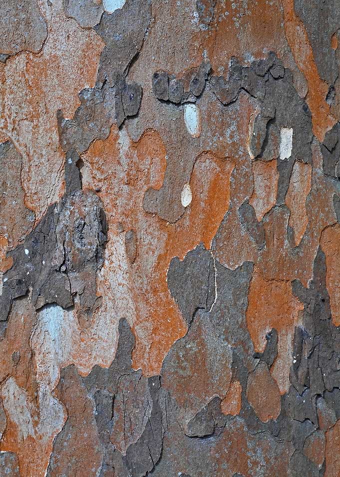 Natural bark structure