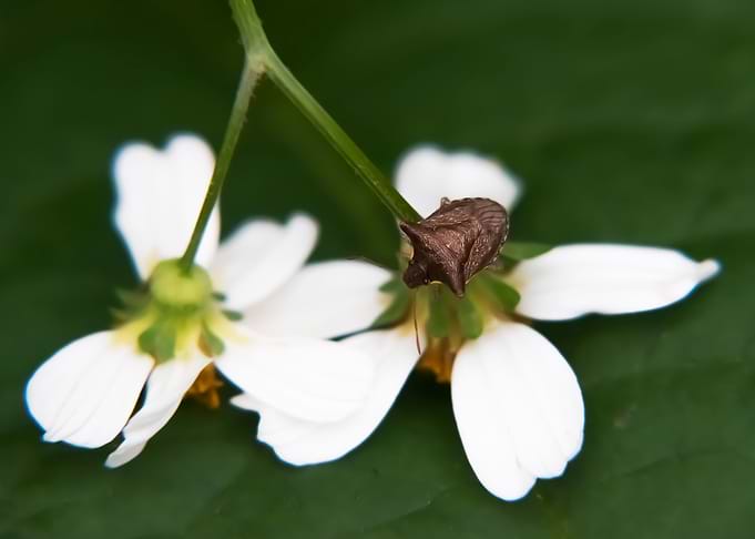 Tsubaki Elephant Flower