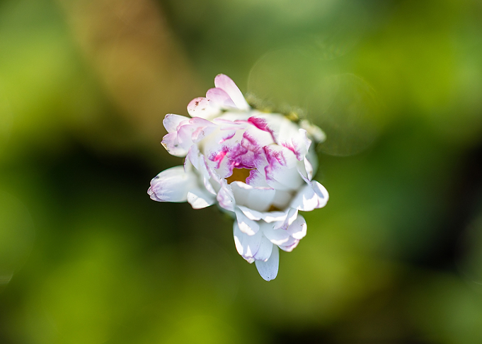 Beautiful flower closeup