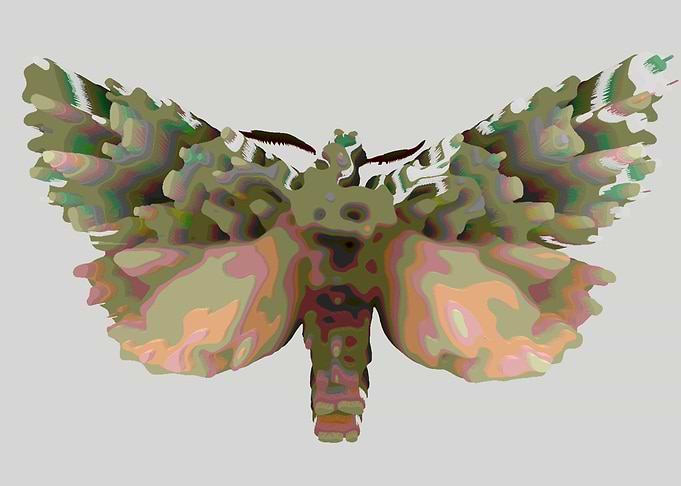 Nocturnal moth