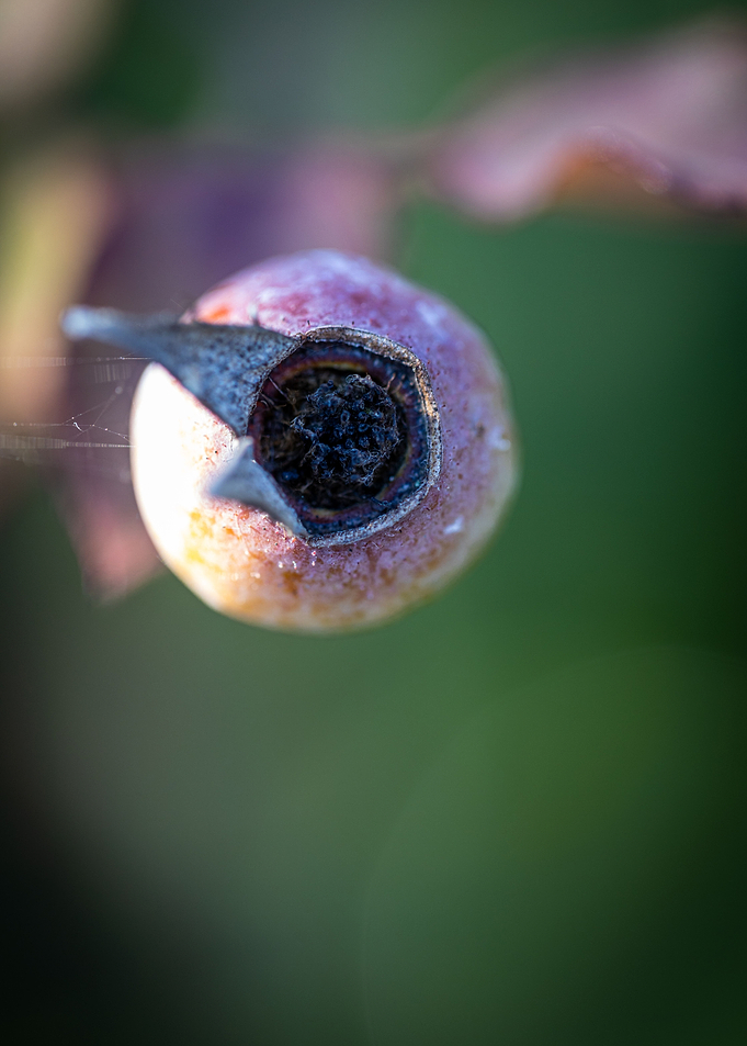 Beautiful flower closeup