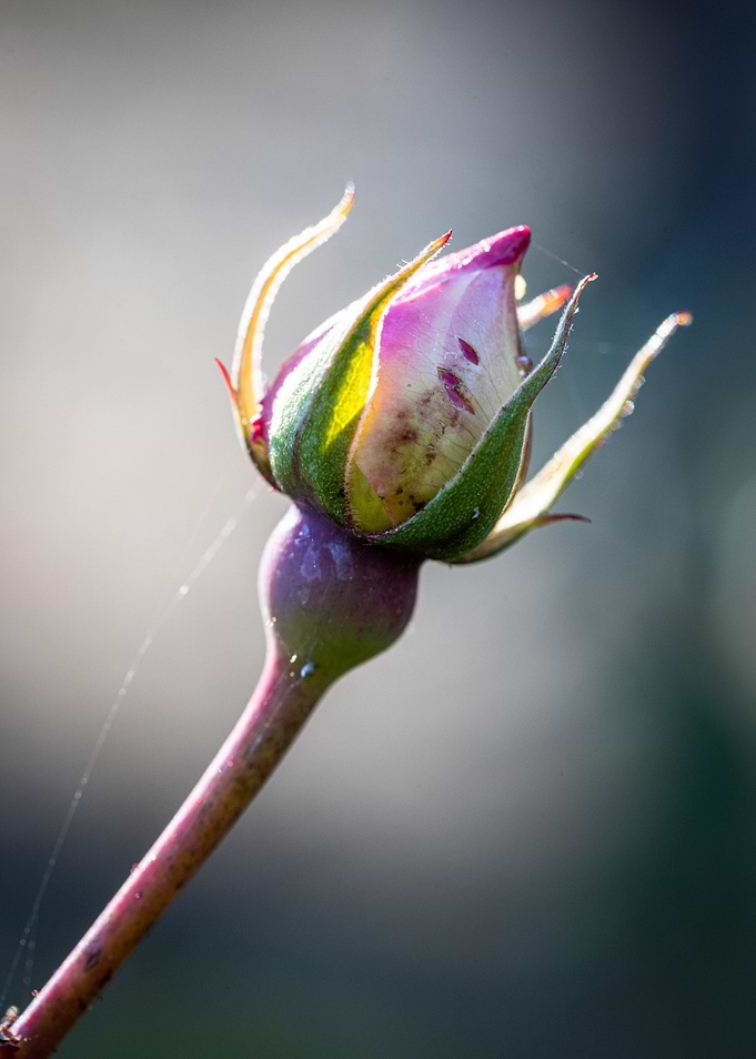 Beautiful flower closeup