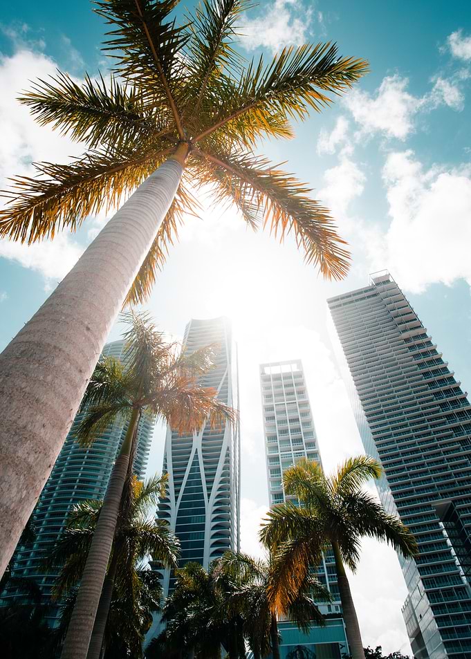 Miami Palm trees