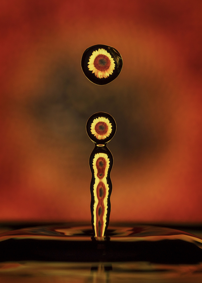 Sunflower Drop