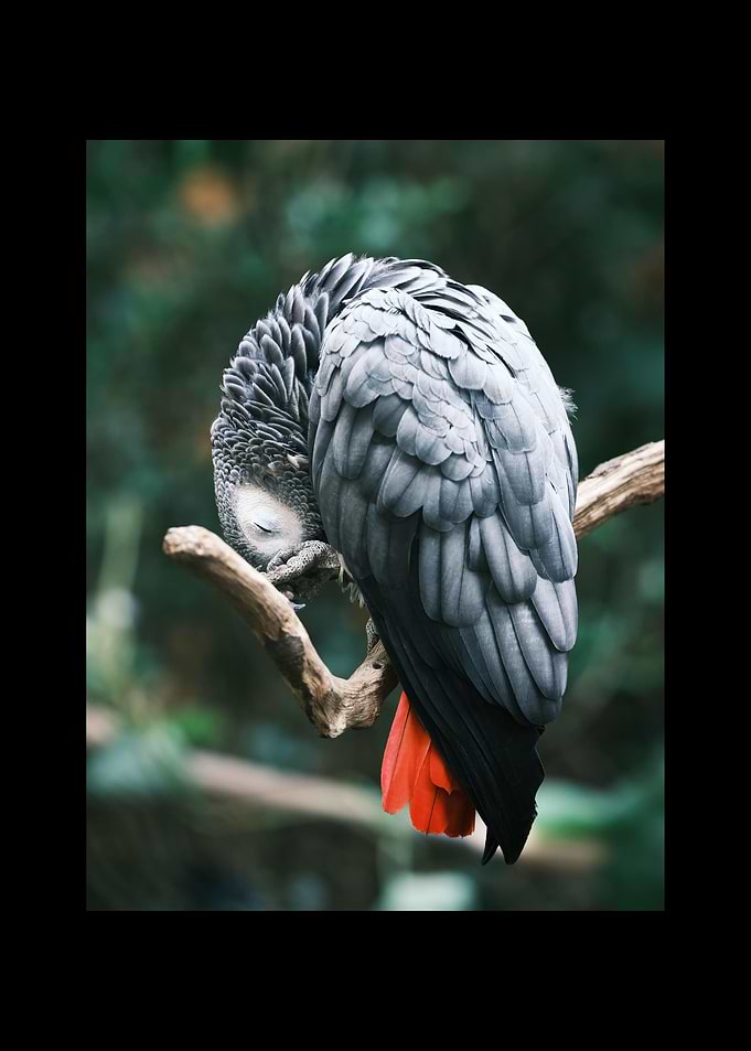Parrot