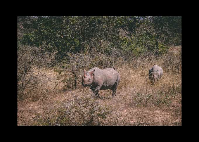 Rhino