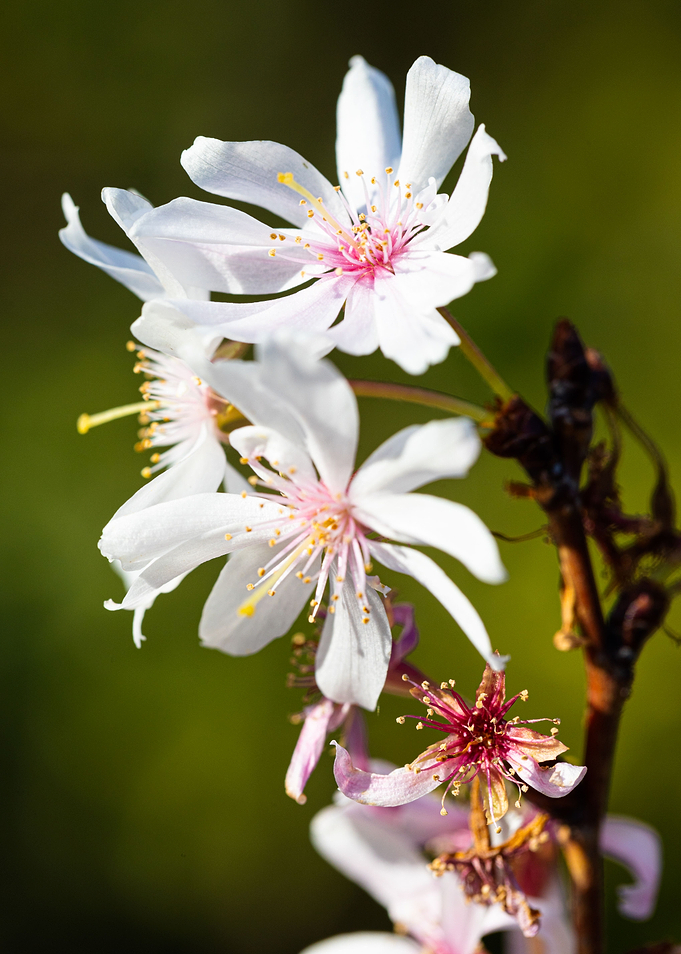 Beautiful flower closeup