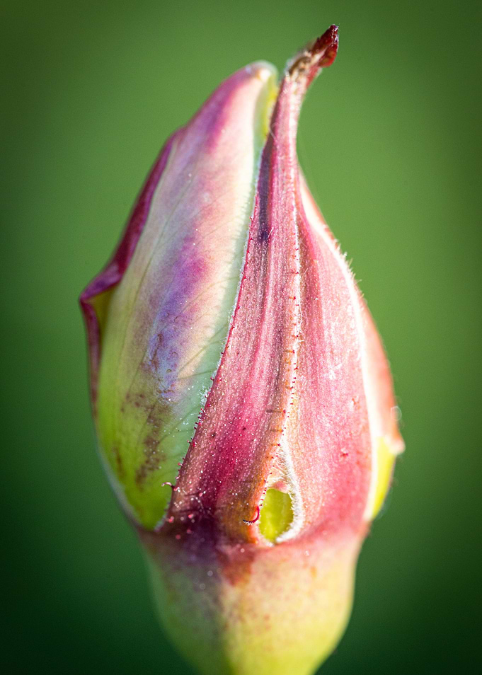 Beautiful flower closeup