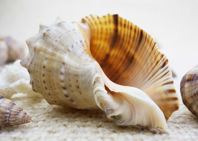Beach treasure