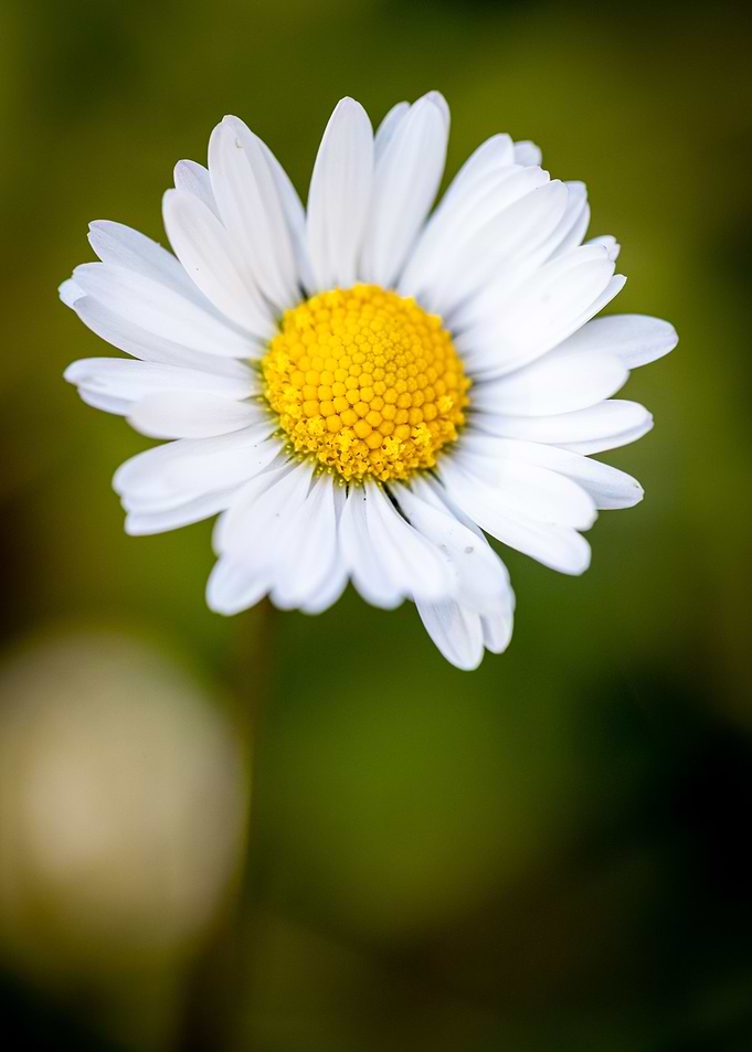 Beautiful flower closeup
