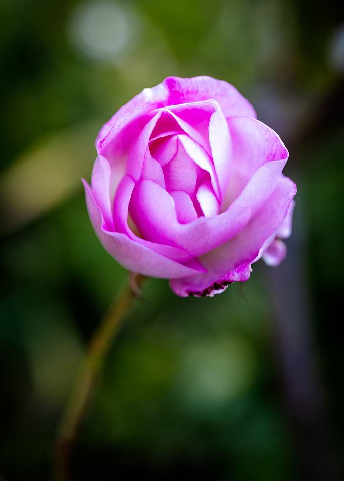 Beautiful flower closeup