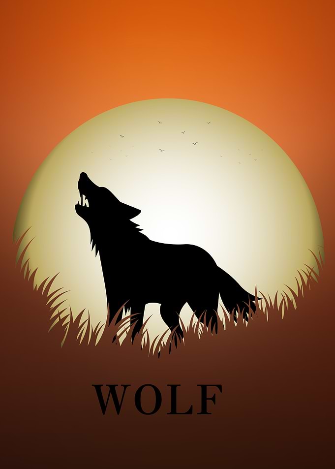 Wolf Animal