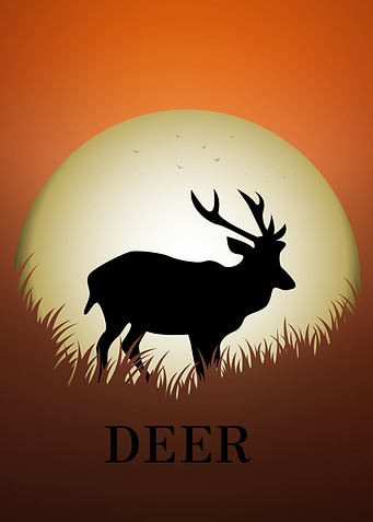Deer Animal