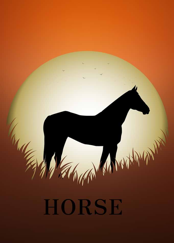 Horse Animal