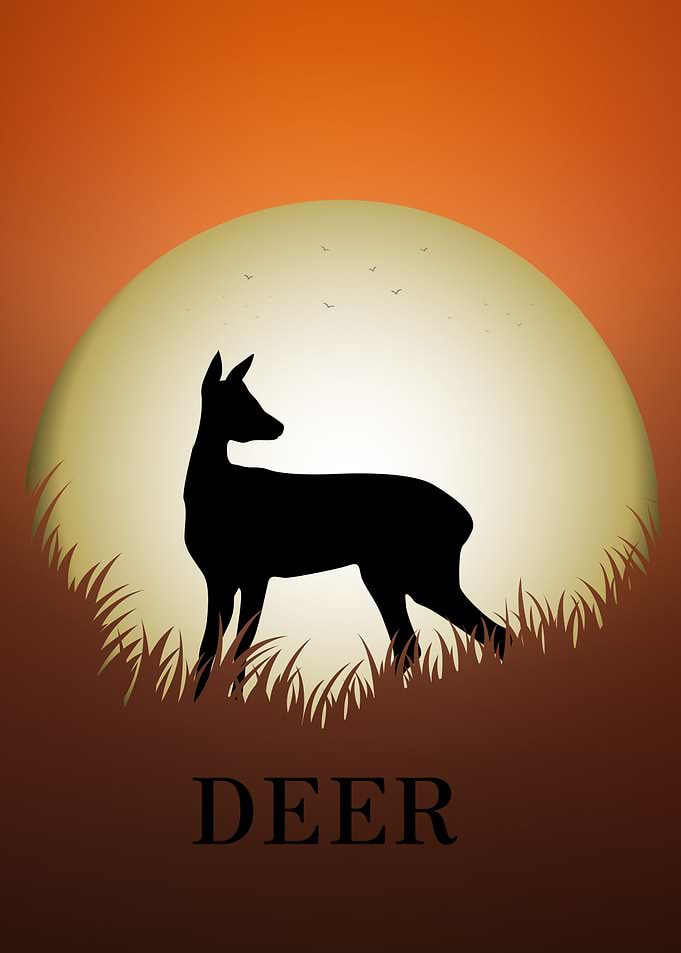 Deer Animal
