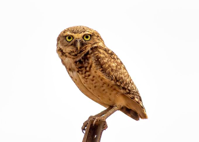 owl