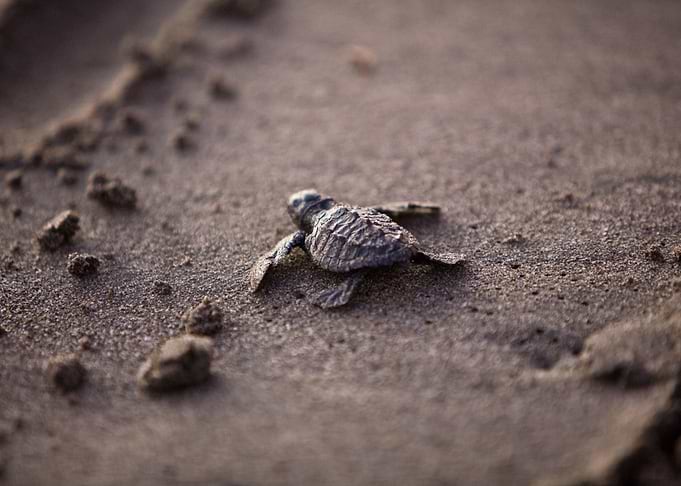 Turtle Determination