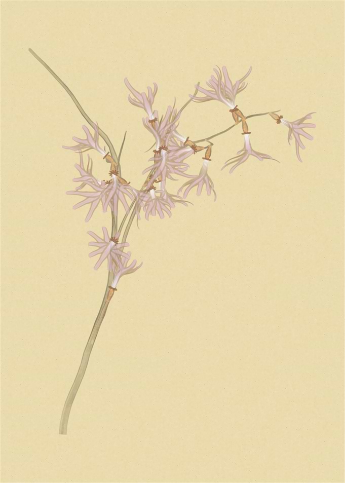 Magnolia stellata rosea
