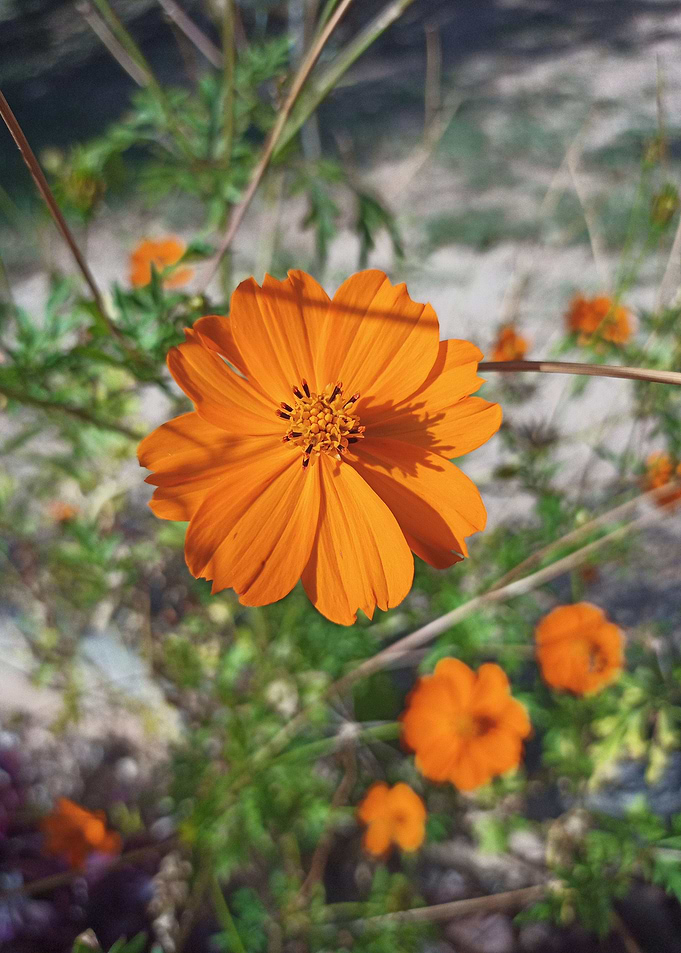 Orange Cosmos