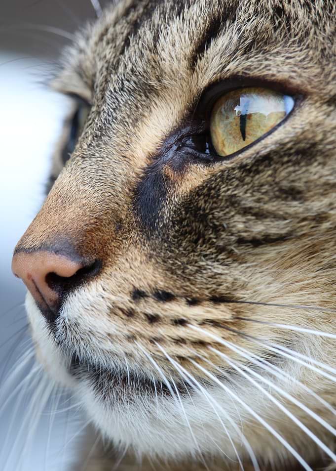 Cat Cats Feline Kitty