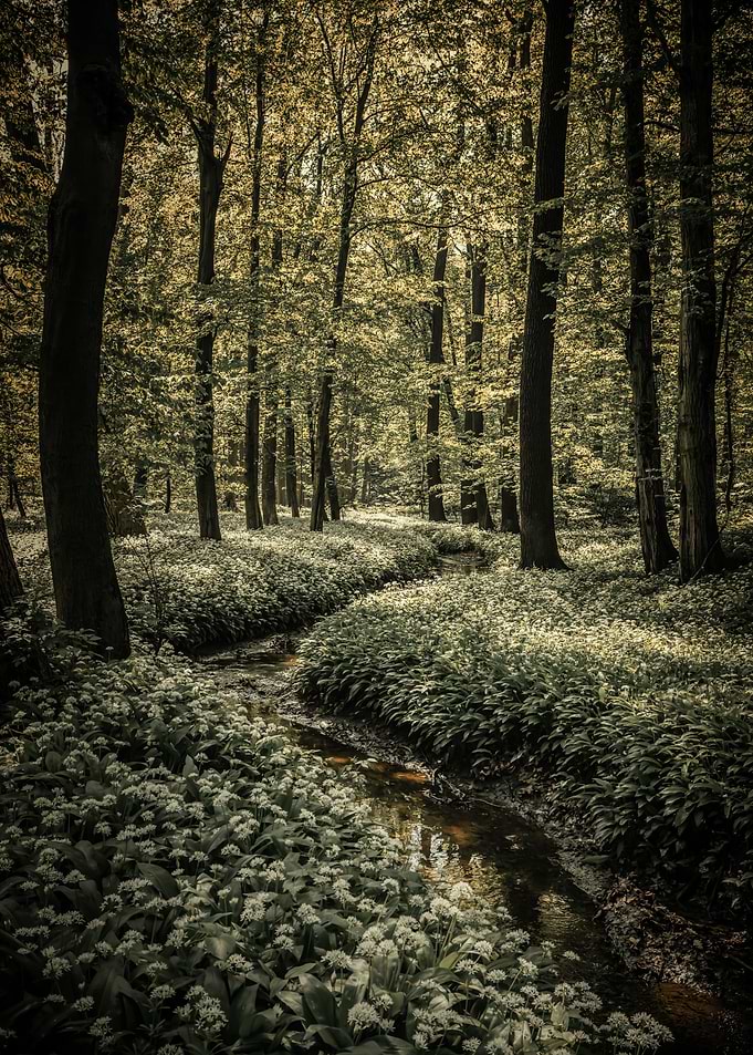 Spring forest, tree, river