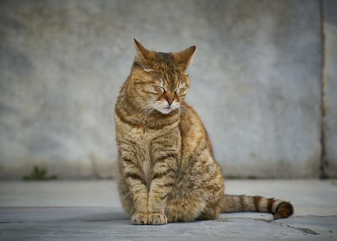 Cat Cats Feline Kitty
