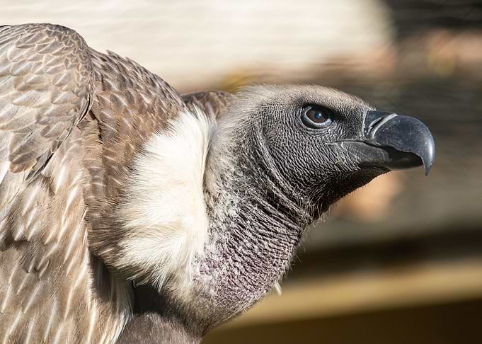 Portrait of a Ruppells gr