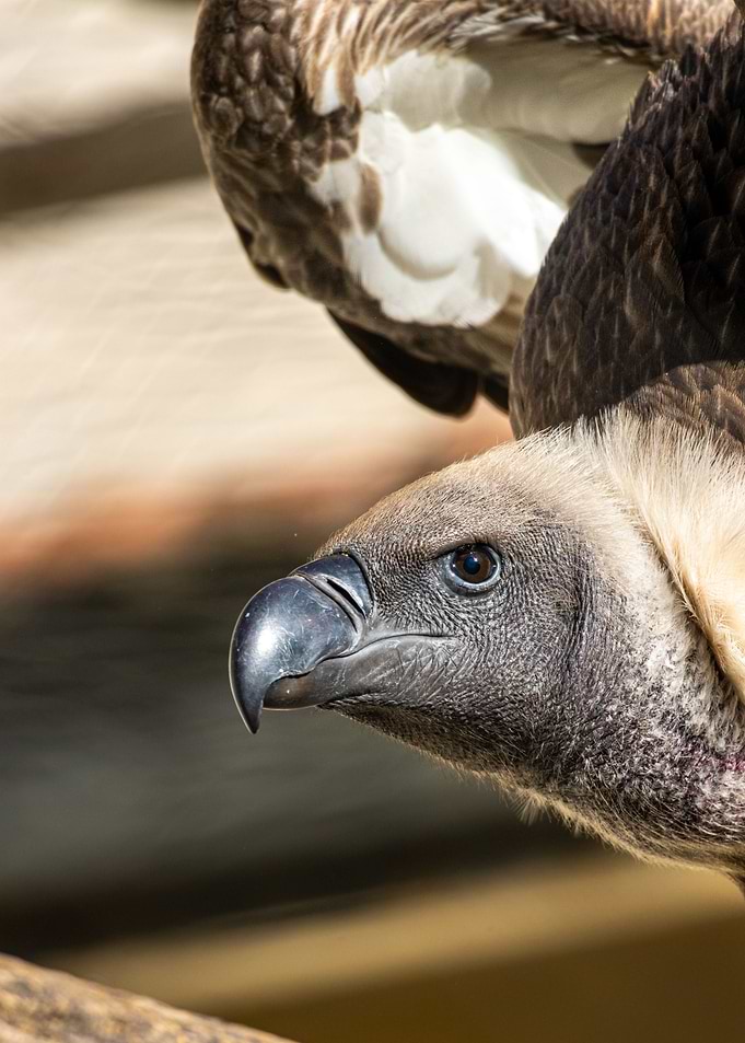 Portrait of a Ruppells gr