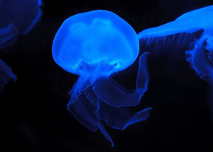 Ocean Blue Marvel