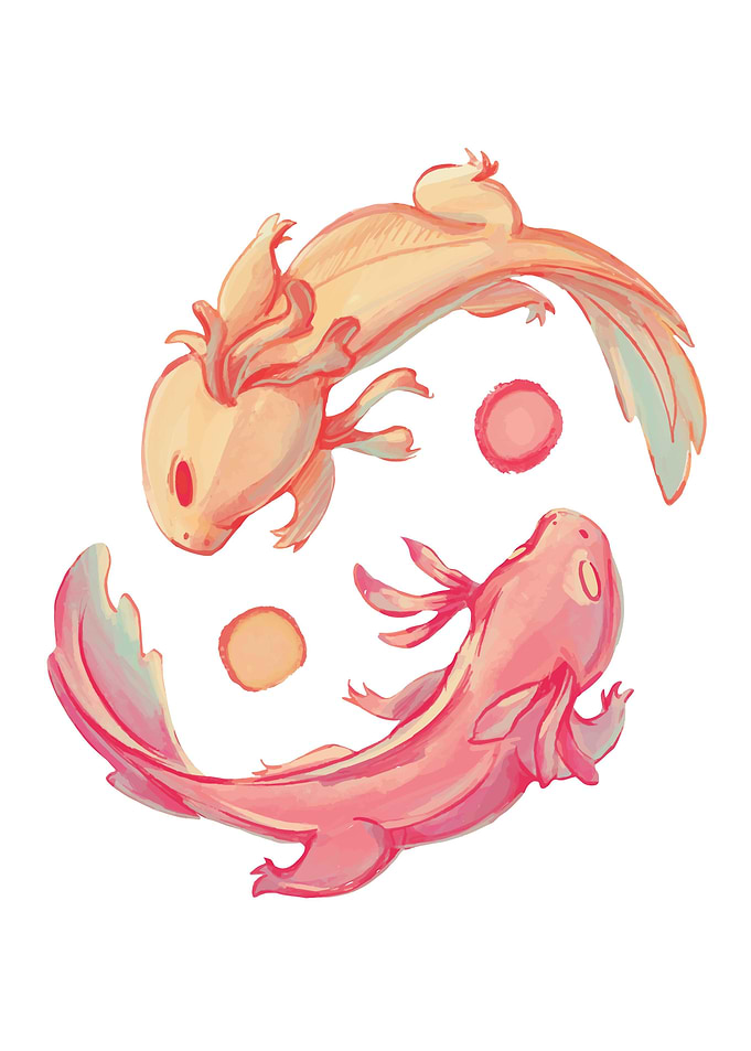 Axolotl yin yang