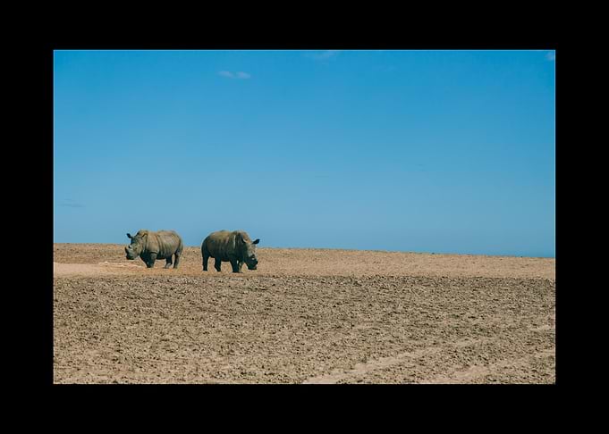 Rhino