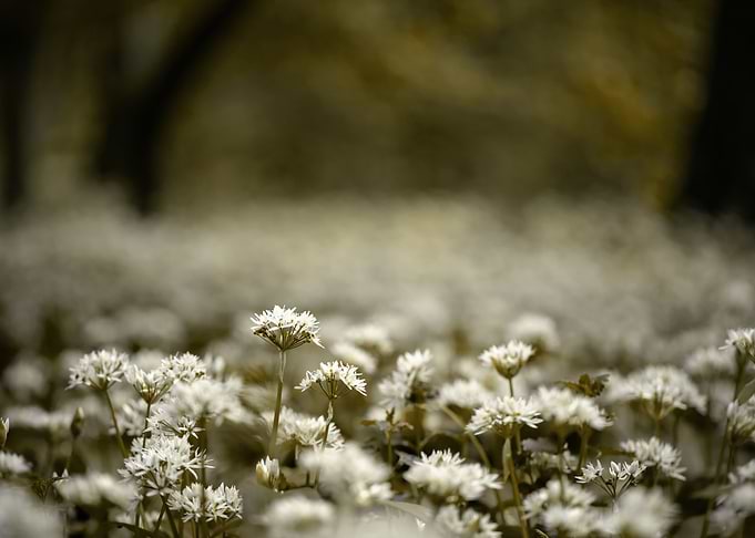 White wild garlic meadow