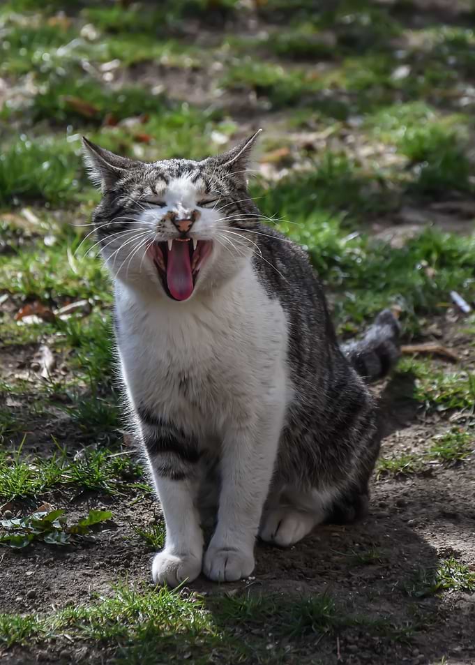 Cat Cats Feline Kitty
