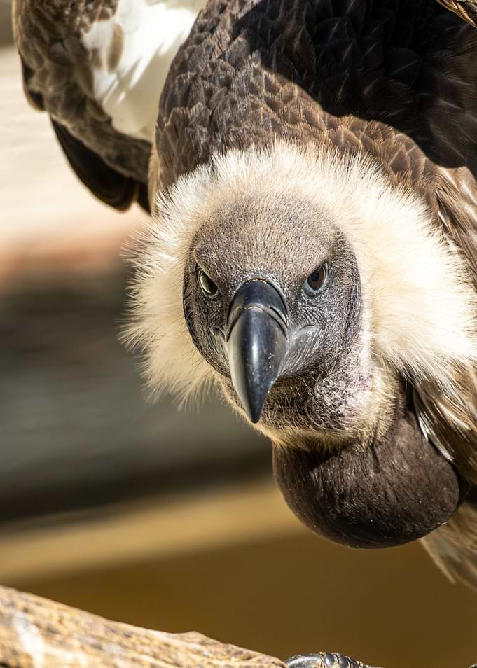 Portrait of a Ruppells gr