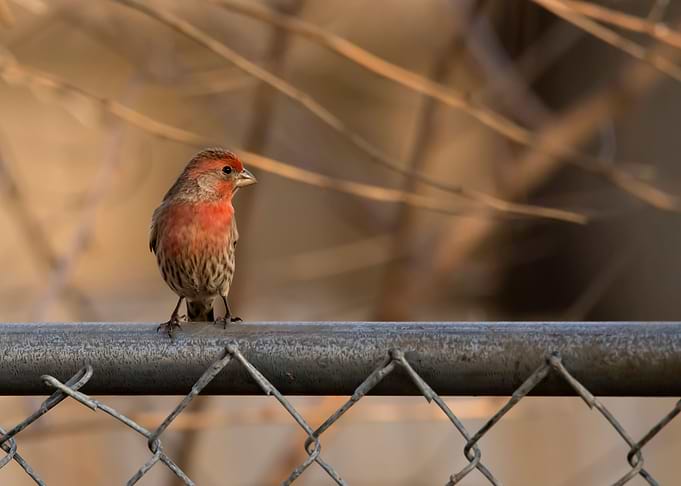 House finch on the fence