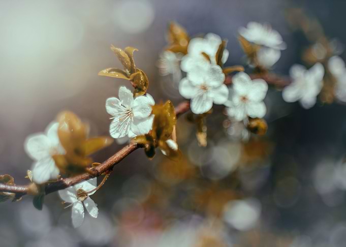 Spring time, flower, tree