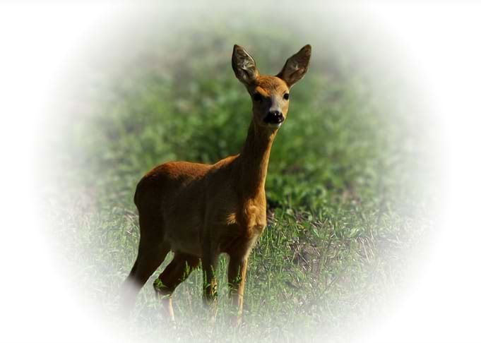 Doe