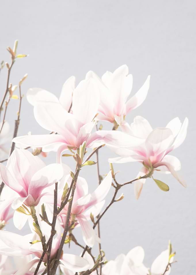 Magnolias 1